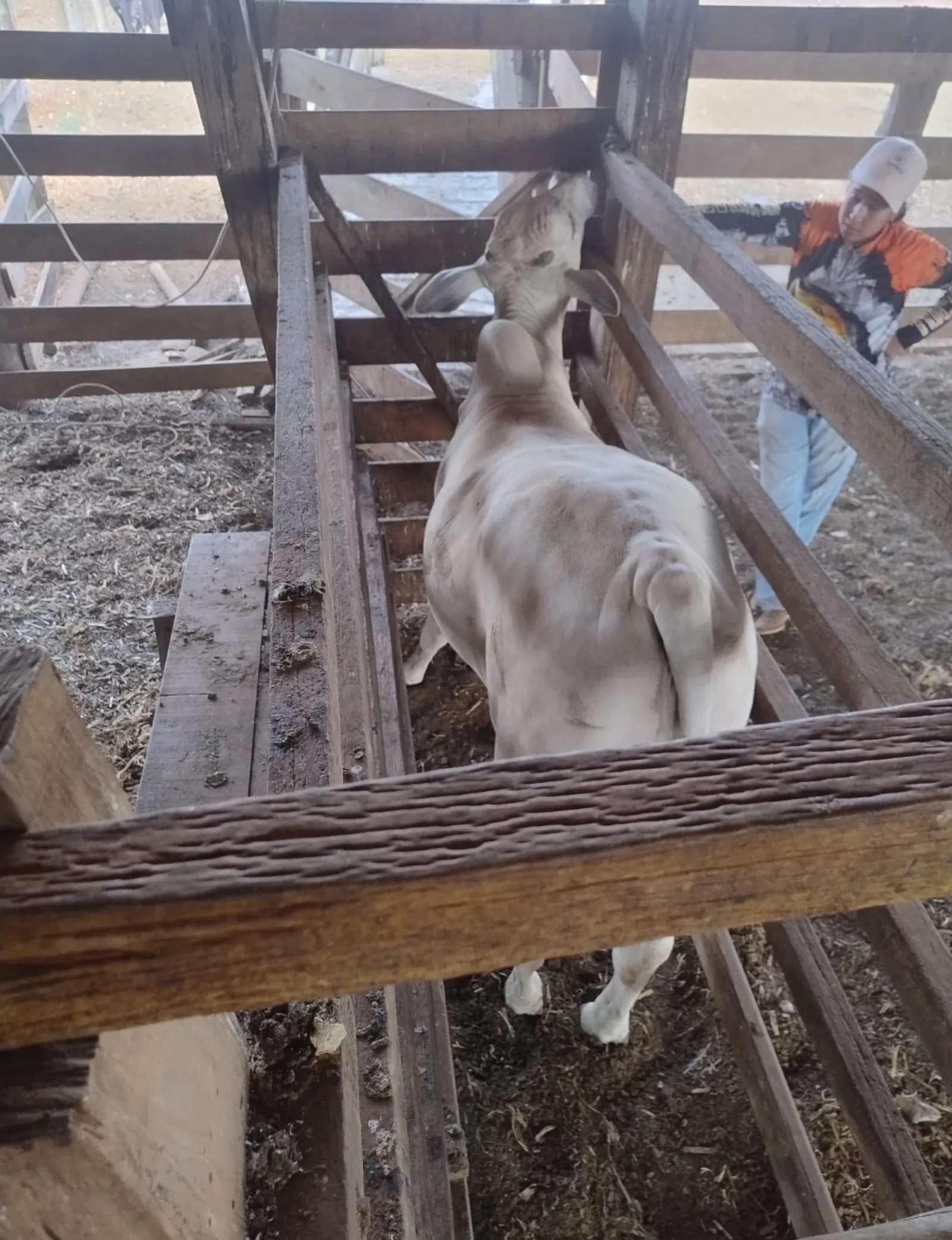 Animal no tronco de contenção durante manejo em uma das fazendas visitadas